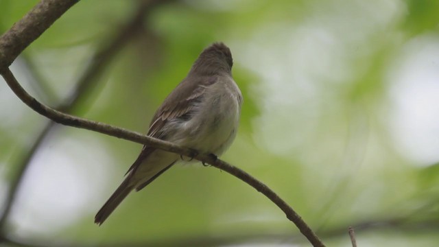 Eastern Wood-Pewee - ML238698041