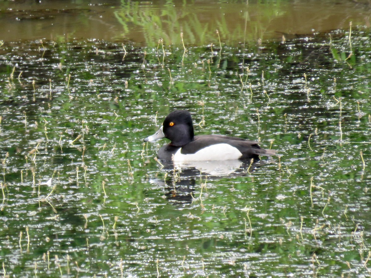 Ring-necked Duck - ML238698221