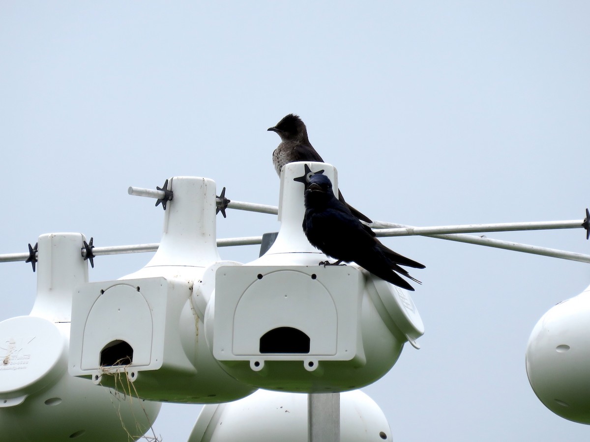 Purple Martin - ML238698371