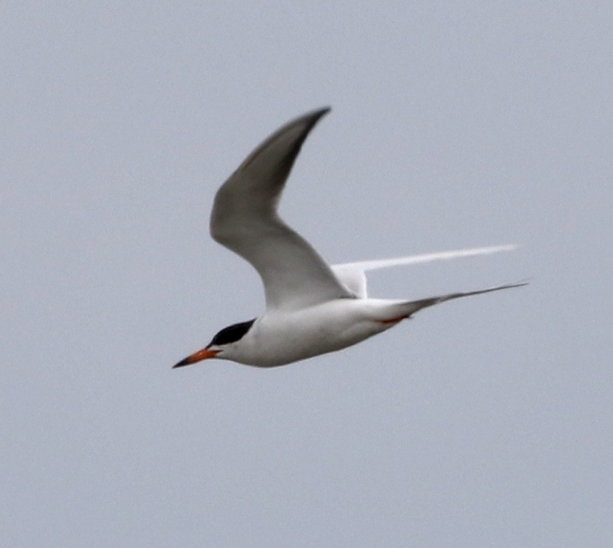 Forster's Tern - Kim Abplanalp
