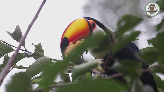 Toco Toucan - ML238698731