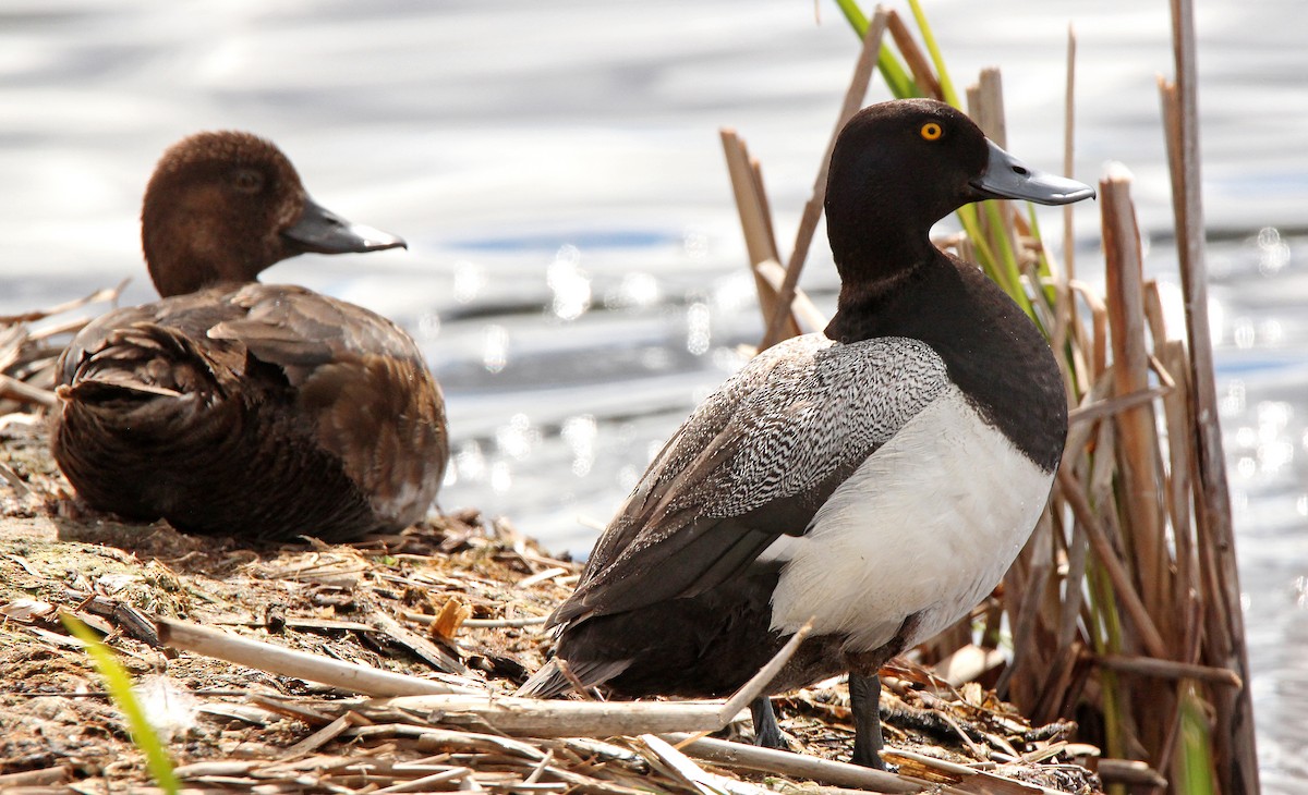 Lesser Scaup - ML238699091