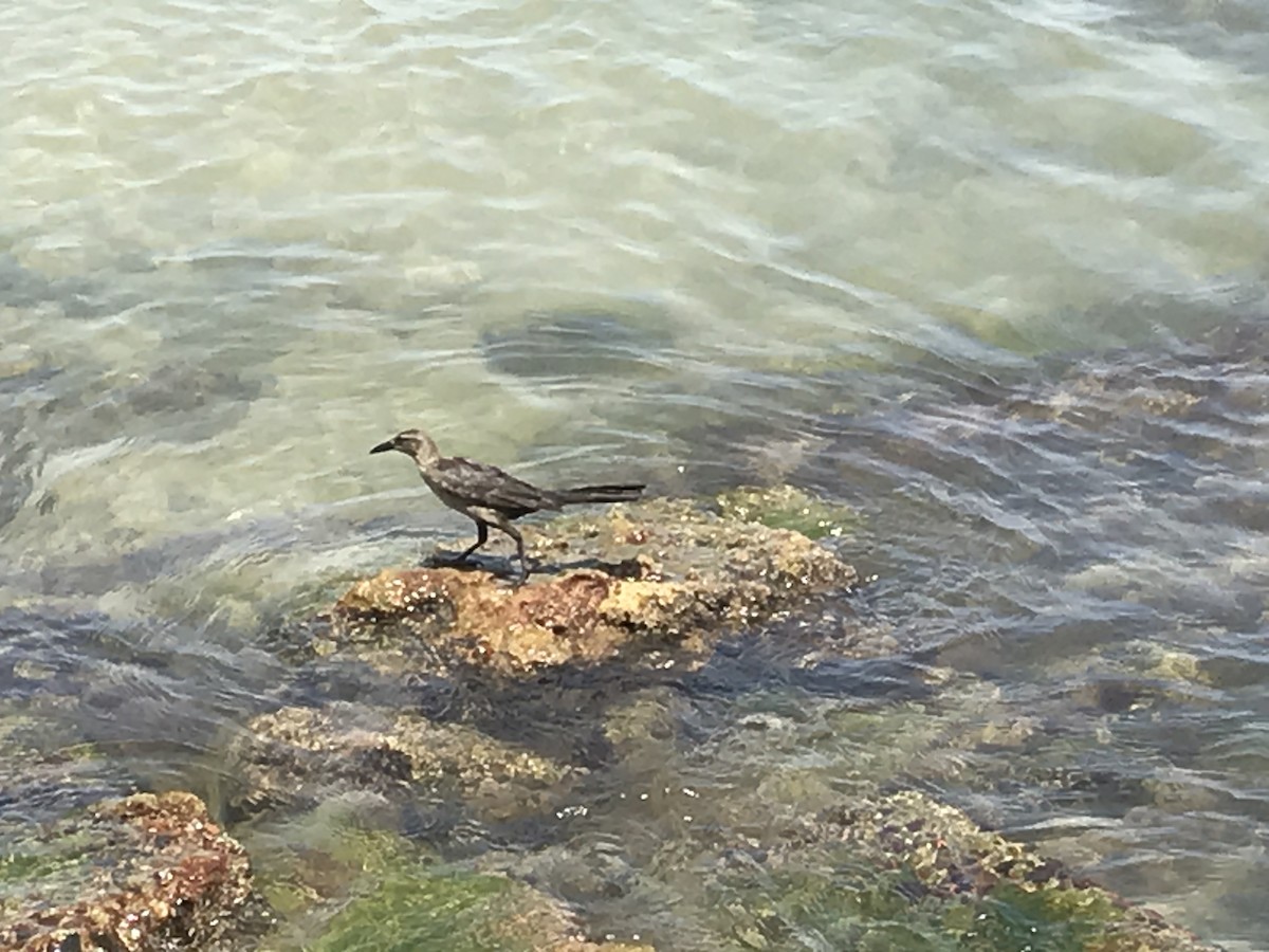 Great-tailed Grackle - ML238699751