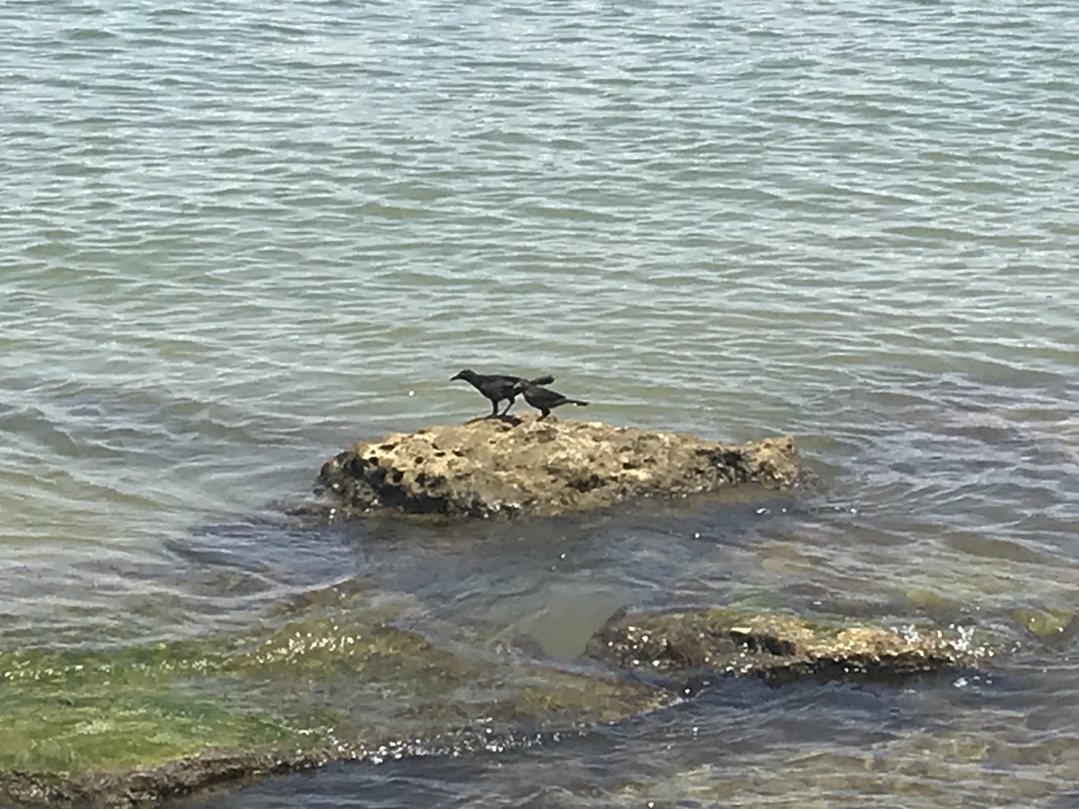 Great-tailed Grackle - ML238699771