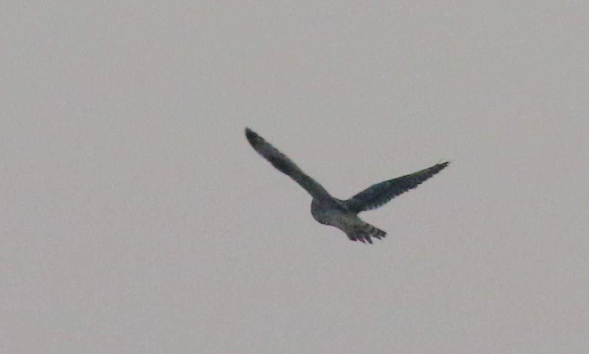 Short-eared Owl - ML238700121