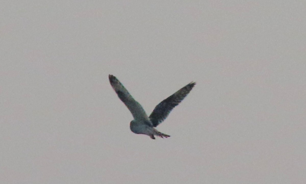 Short-eared Owl - ML238700131