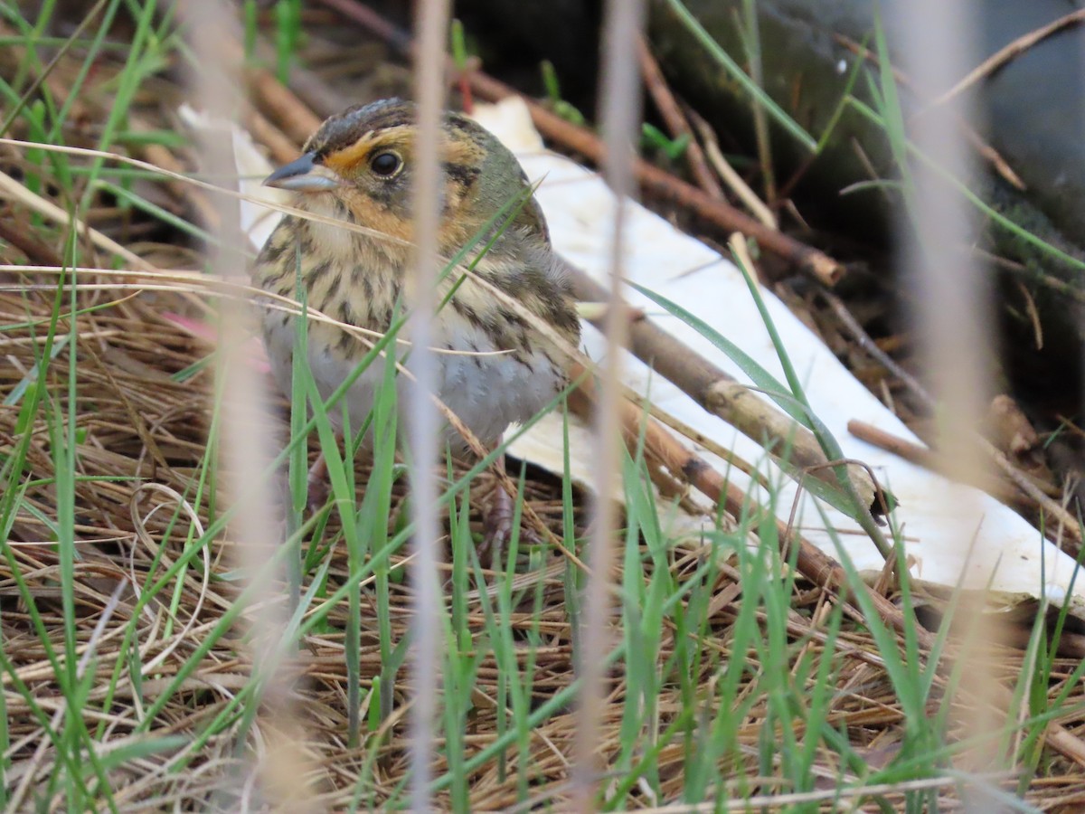 Saltmarsh Sparrow - ML238700331