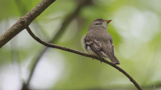 Eastern Wood-Pewee - ML238700601