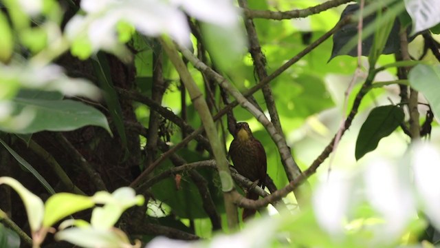 Anabate de Lawrence - ML238700851