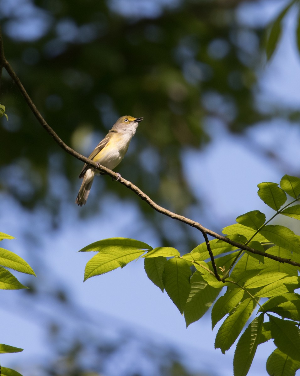 White-eyed Vireo - ML238701321