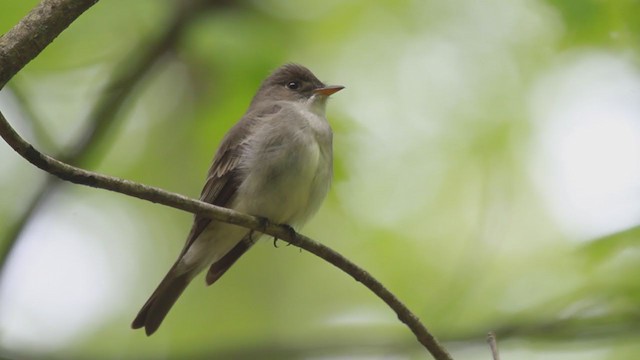 Eastern Wood-Pewee - ML238701981