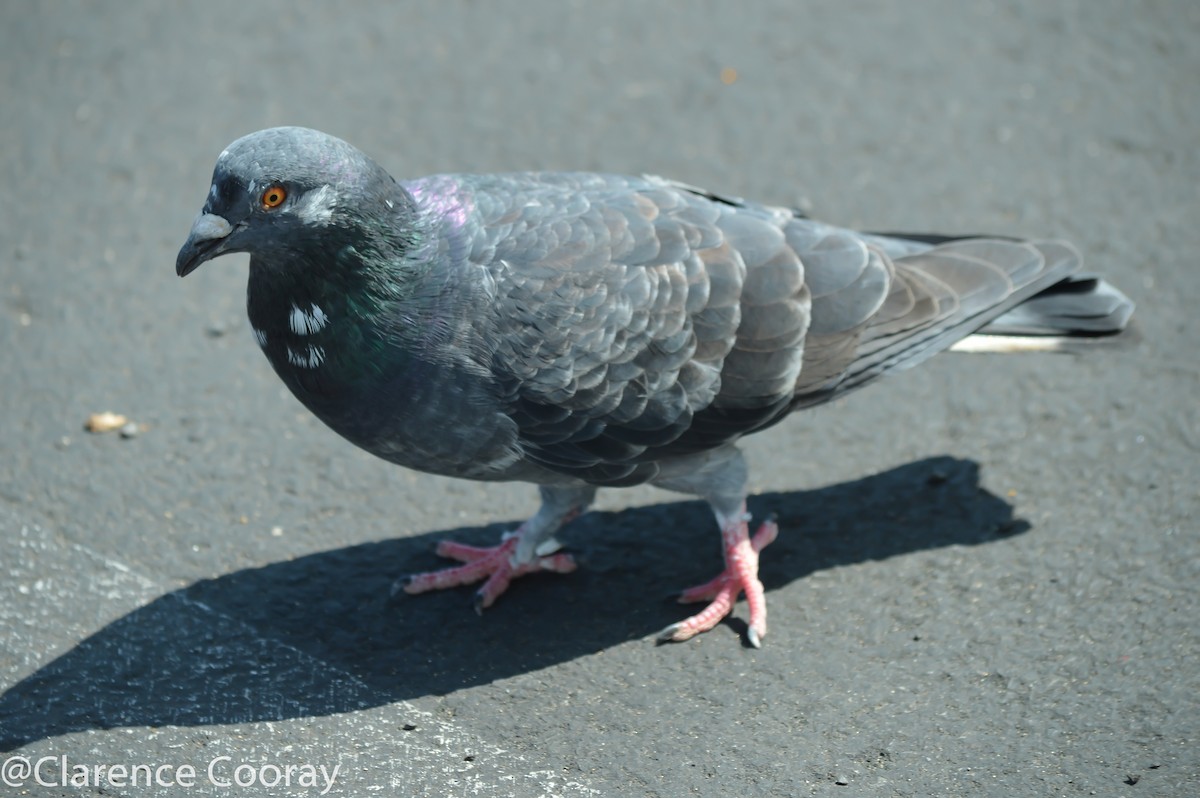 Rock Pigeon (Feral Pigeon) - Clarence Cooray