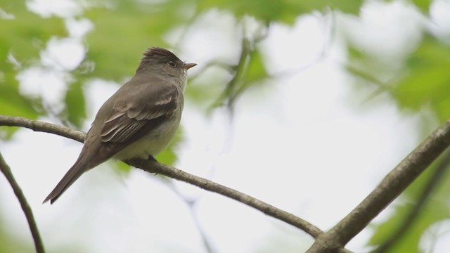 Eastern Wood-Pewee - ML238703271