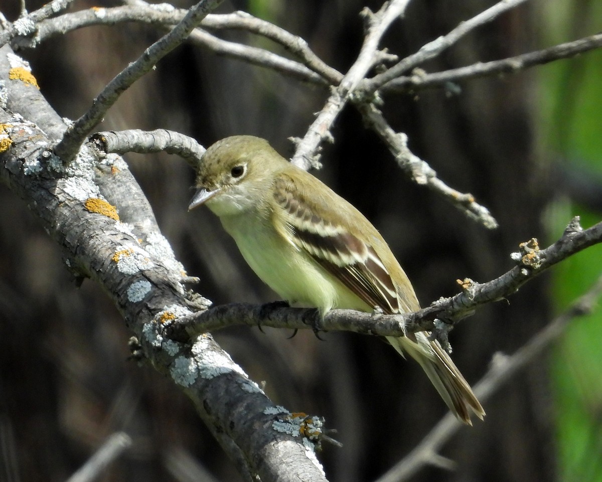 Yellow-bellied Flycatcher - ML238703471