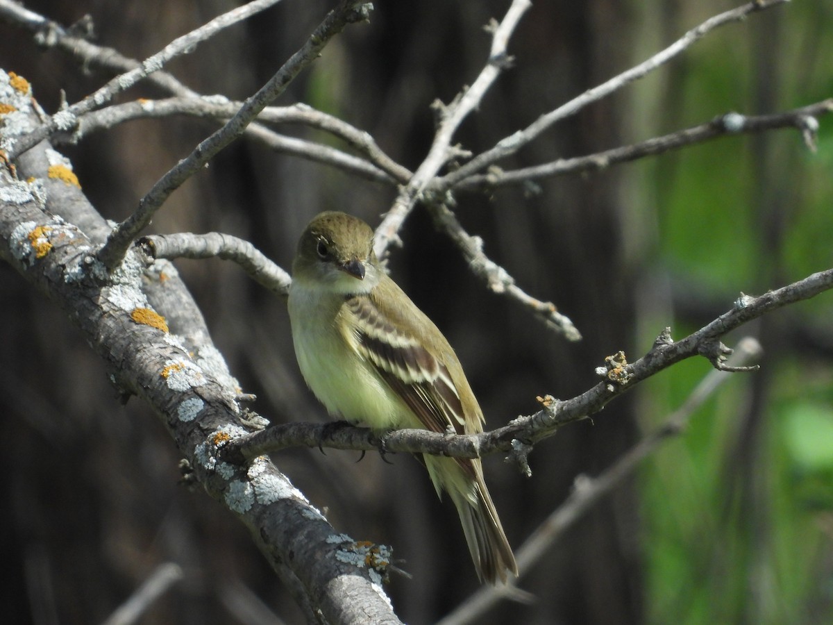 Yellow-bellied Flycatcher - ML238703491