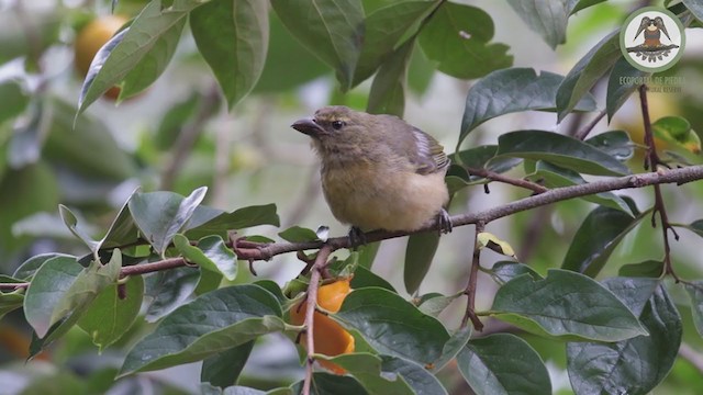 Pepitero Grisáceo del Amazonas - ML238703751