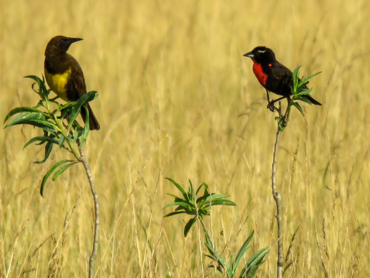 White-browed Meadowlark - ML238704191