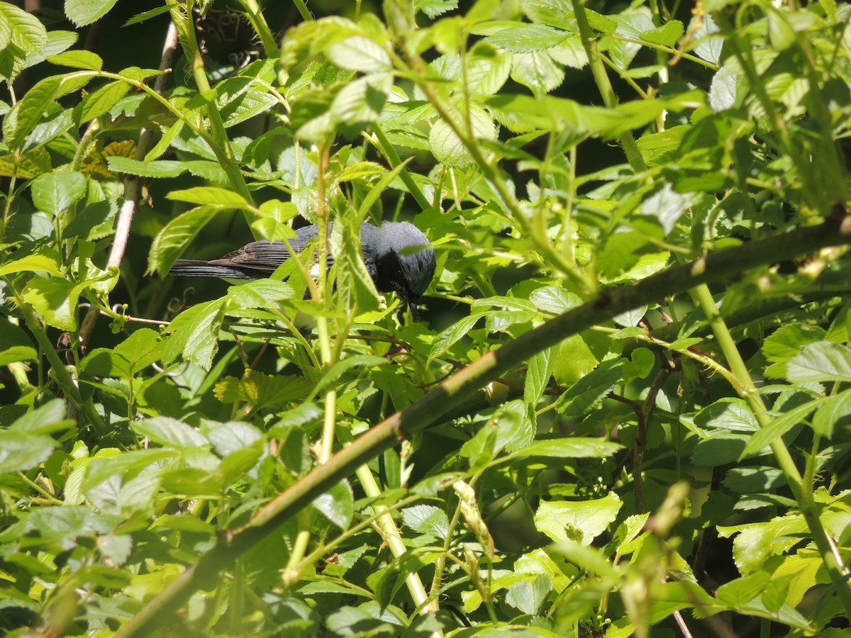 Black-throated Blue Warbler - Steven Schellenger