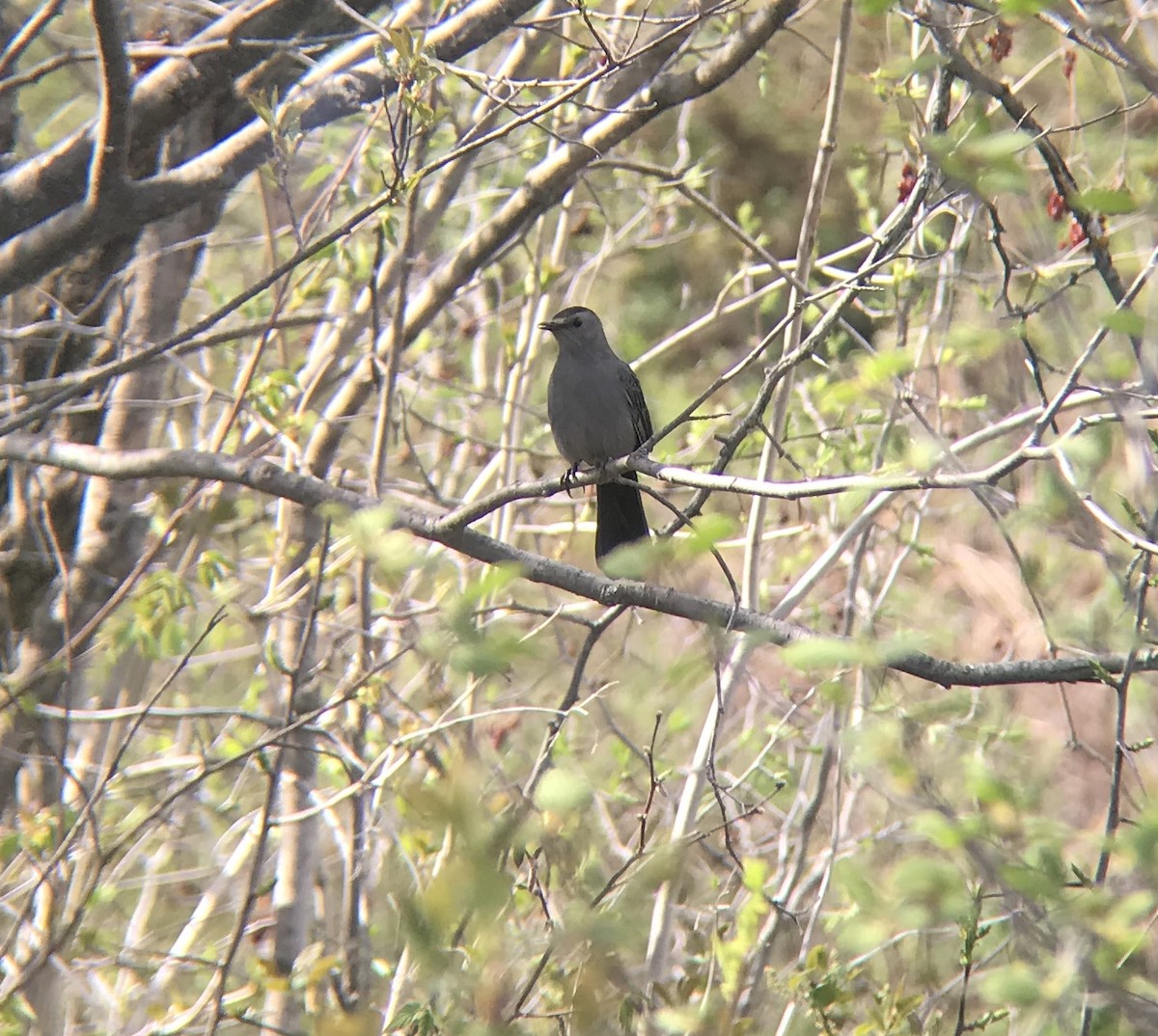 Gray Catbird - ML238704701