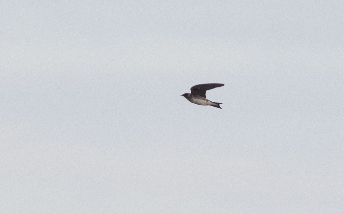 Purple Martin - Doug Gochfeld