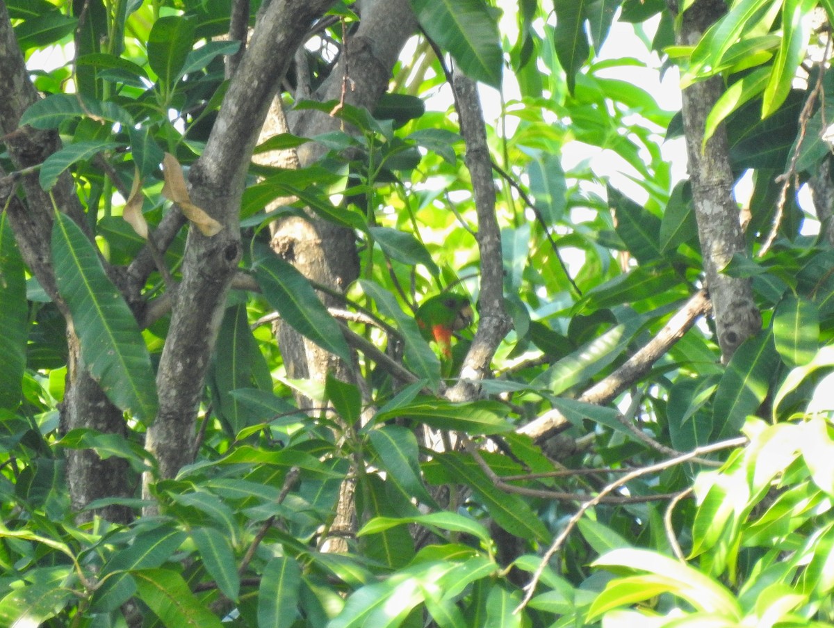 Green Parakeet - ML238705441