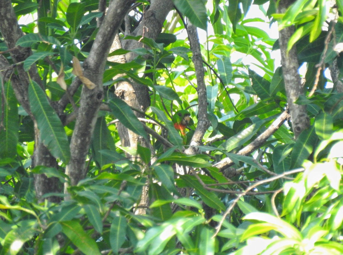 Aratinga Verde - ML238705481