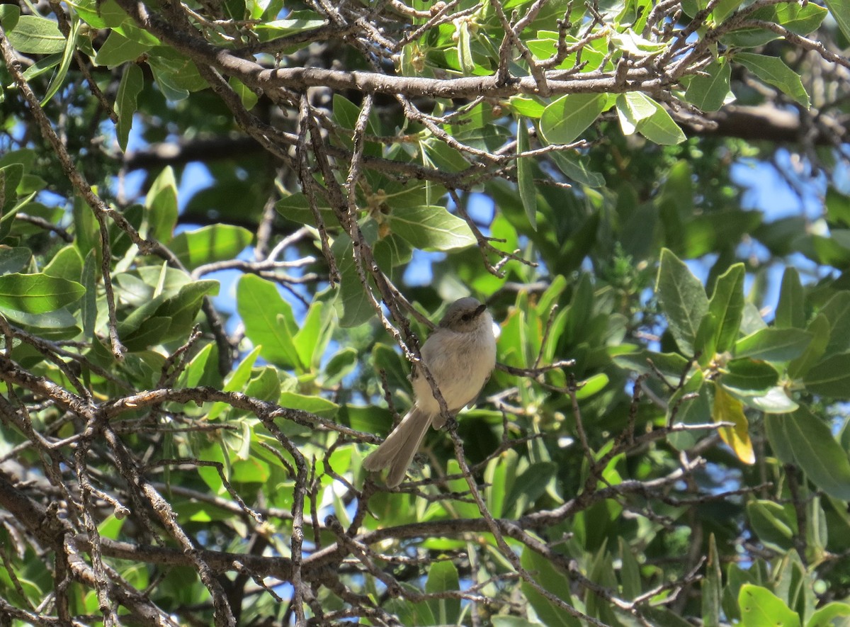 Bushtit - Dawn Zappone