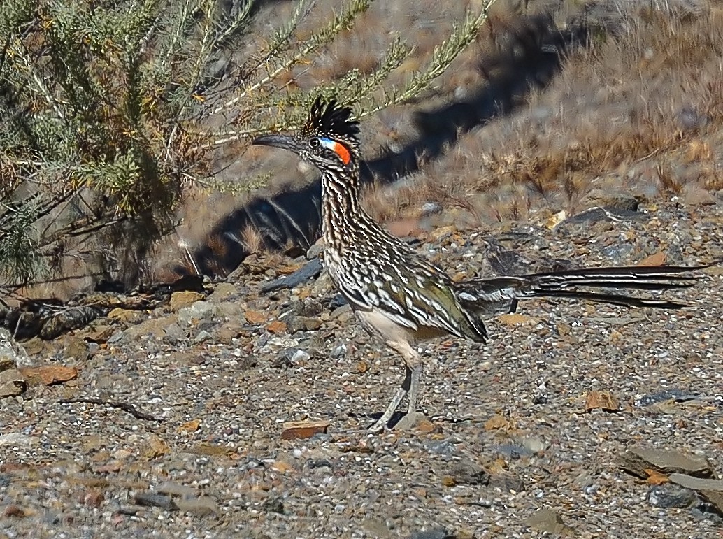 Greater Roadrunner - Jerry Ting