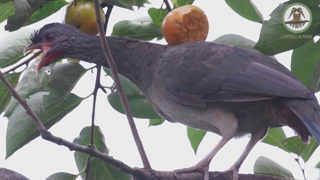 Chachalaca Charata - ML238708161