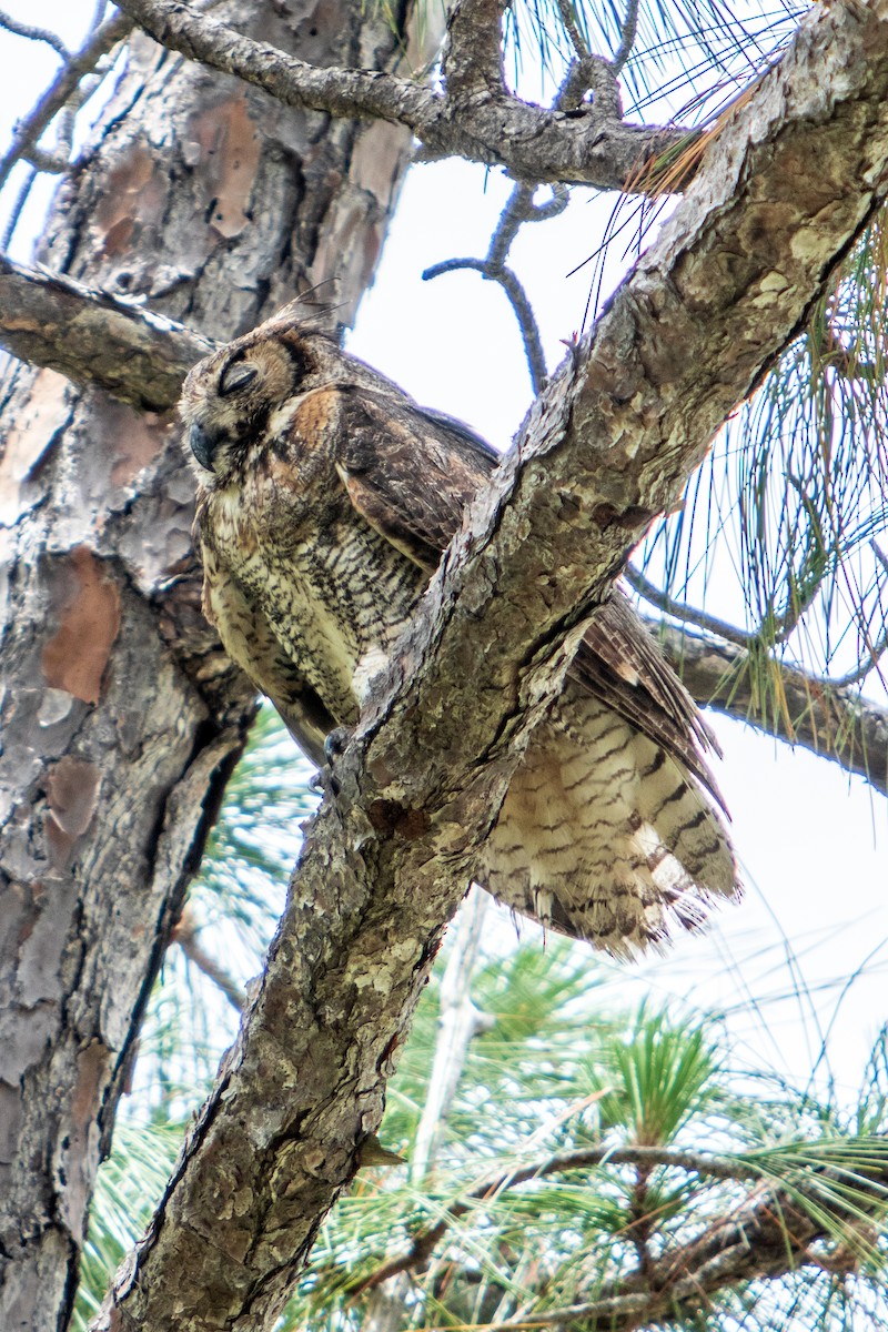 Great Horned Owl - ML238708521