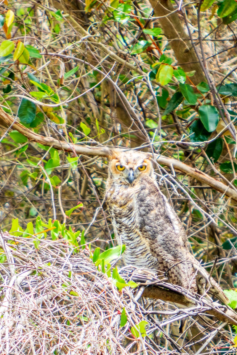 Great Horned Owl - ML238708571