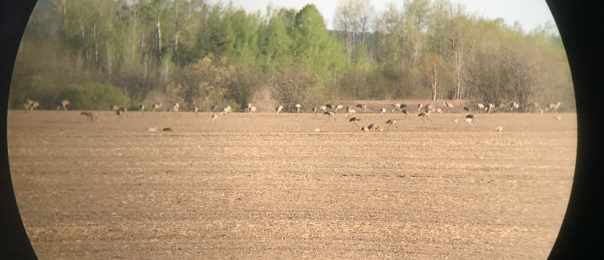 Sandhill Crane - Evan  McCaul