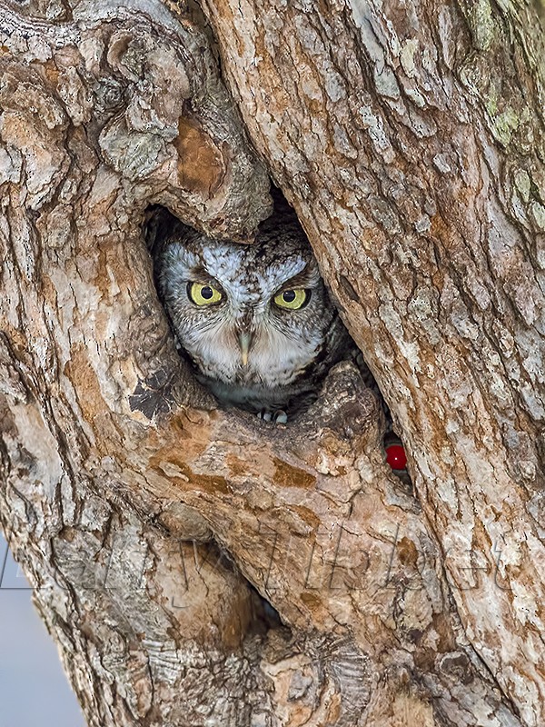 Eastern Screech-Owl - larry tibbet