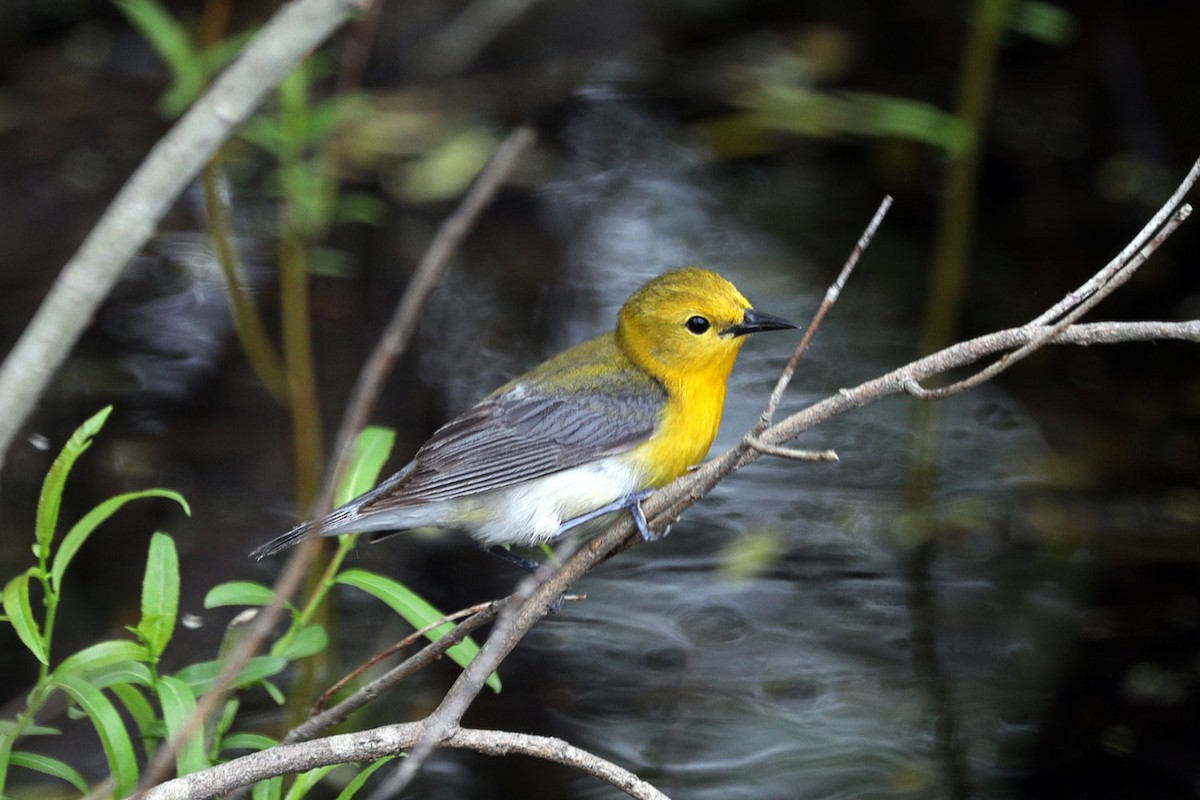 Prothonotary Warbler - ML238709021