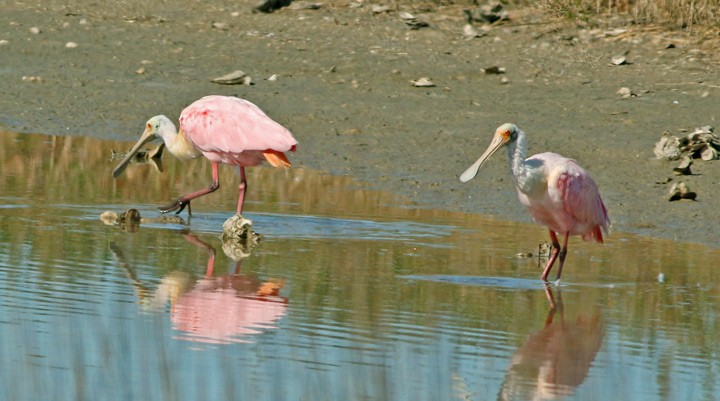 Roseate Spoonbill - ML23870911