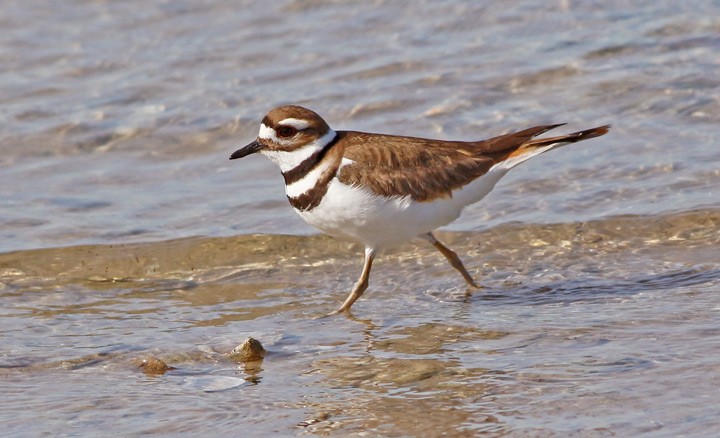 Killdeer - ML23870951