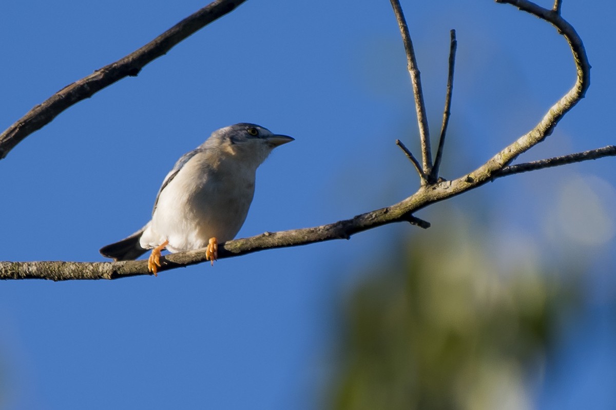 Hooded Tanager - ML238709611