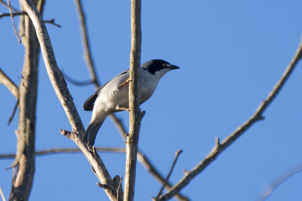 Hooded Tanager - ML238709641