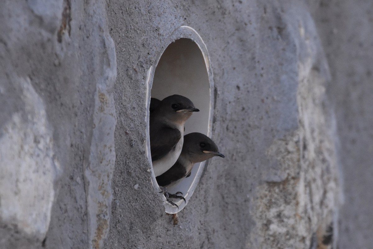 Northern Rough-winged Swallow - Tom E. Johnson