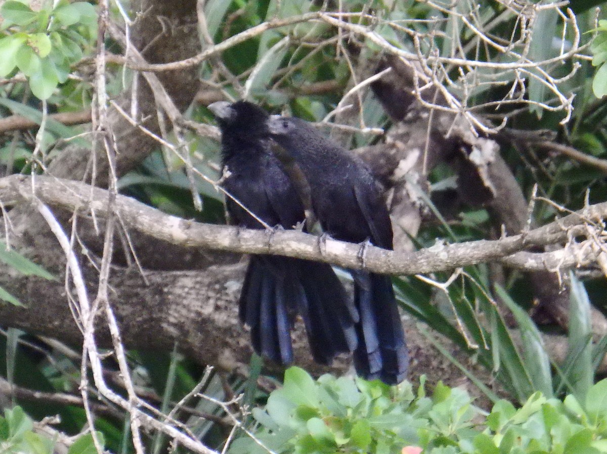 Smooth-billed Ani - ML23871101