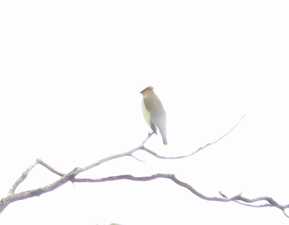 Cedar Waxwing - ML238713261