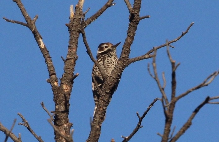 Arizona Woodpecker - ML238713461