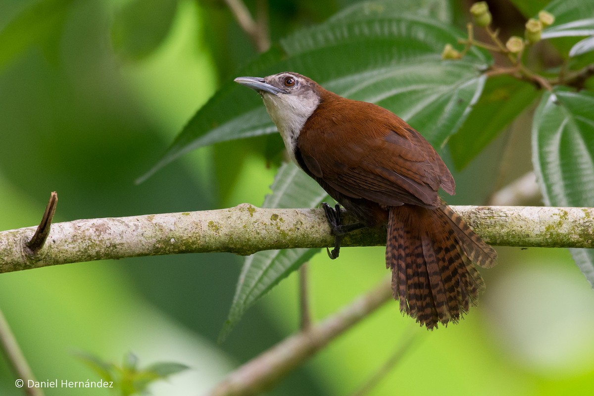 Black-bellied Wren - Daniel Hernandez