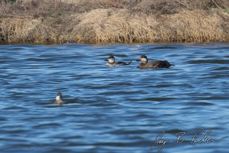 Black Scoter - ML23871431