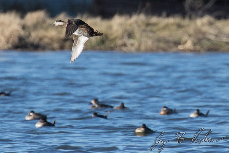 Black Scoter - ML23871461