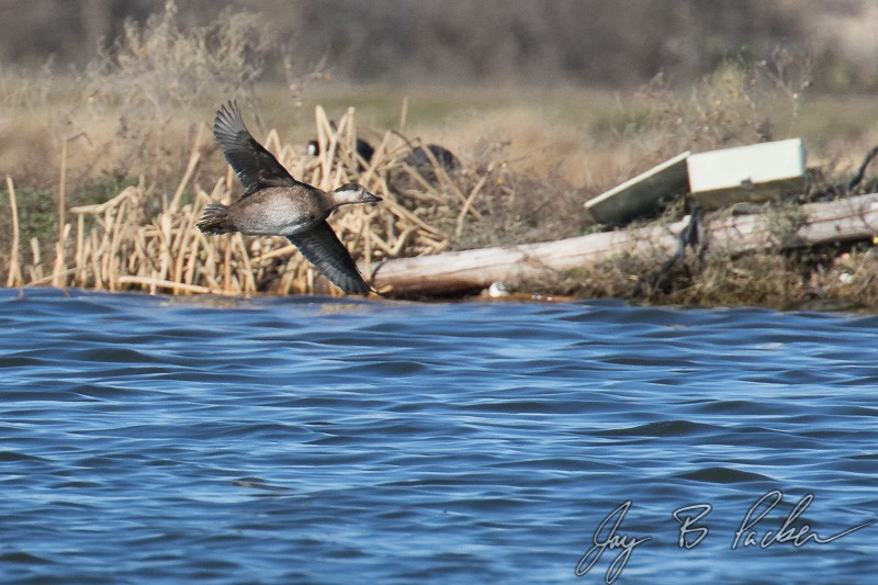 Black Scoter - ML23871501