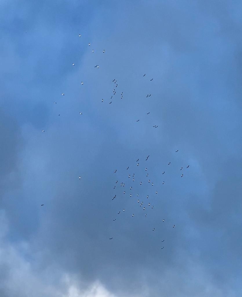 Wood Stork - ML238715071