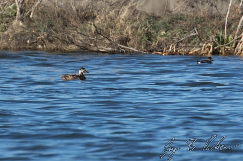 Black Scoter - ML23871551