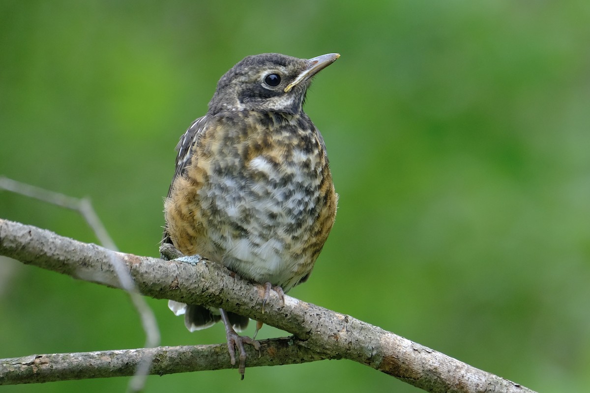 American Robin - Marlene Kraml