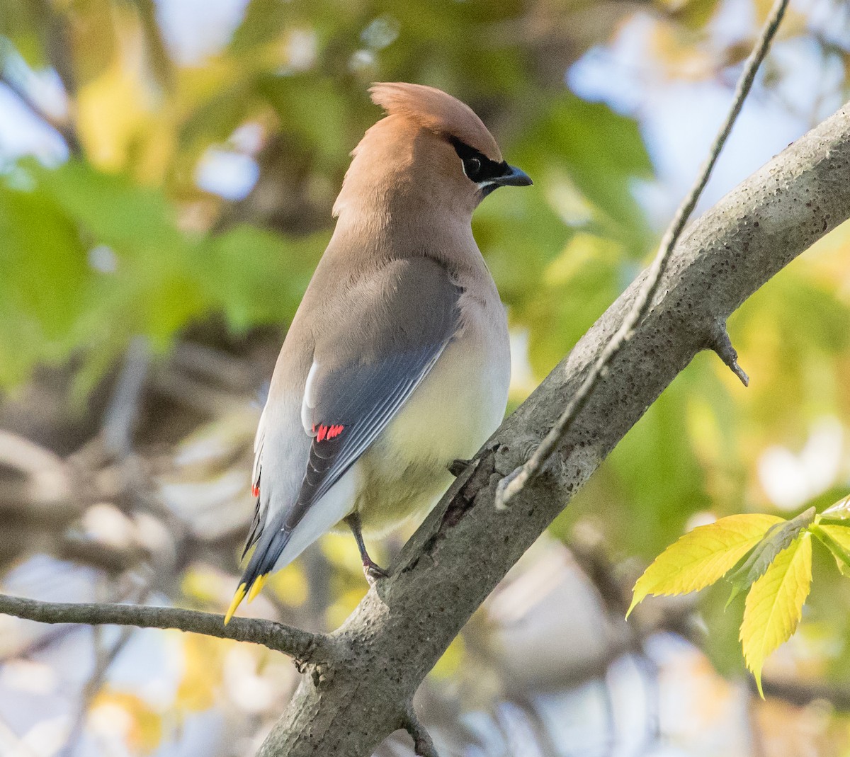 Cedar Waxwing - ML238715941